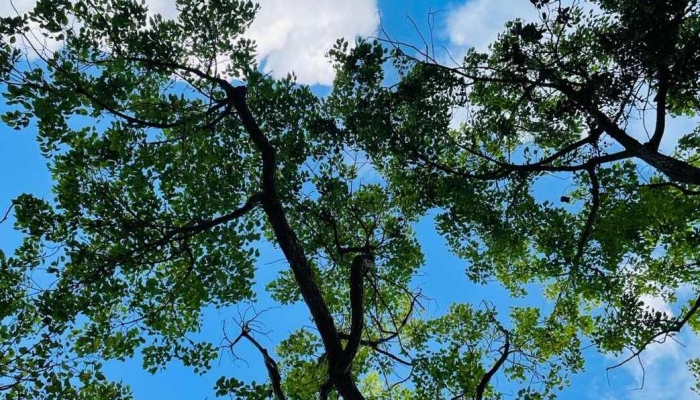 2024年6月是什么季节 2024年6月有什么节气