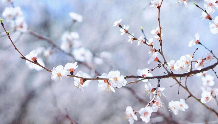 2024年立春节气具体时间 2024年立春节气是什么时候