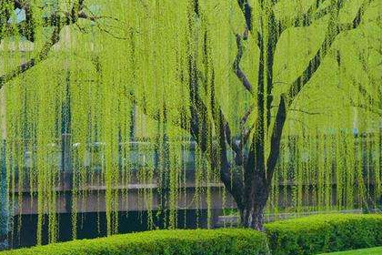 五行属木的字