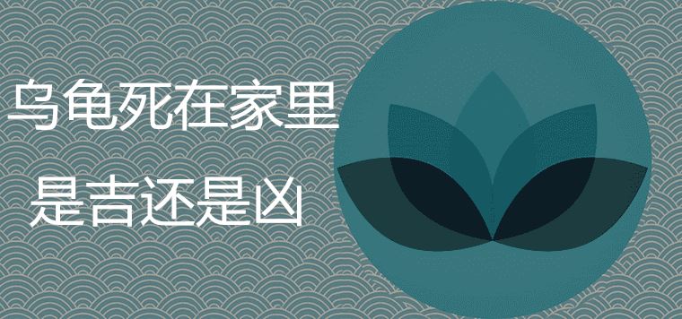 乌龟死在家里是吉是凶 有哪些风水注意事项