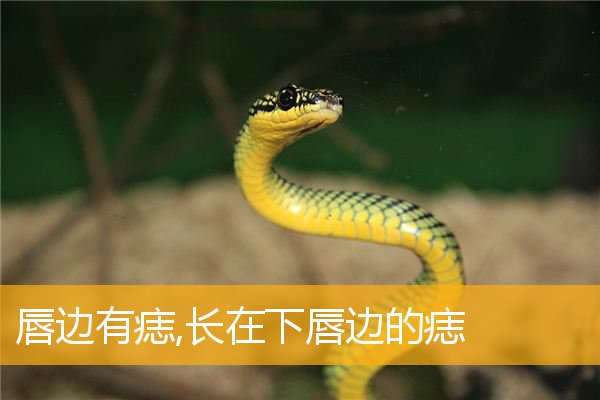 唇边有痣,长在下唇边的痣