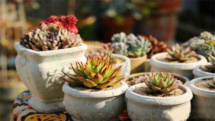 办公室座位后面放植物旺财运