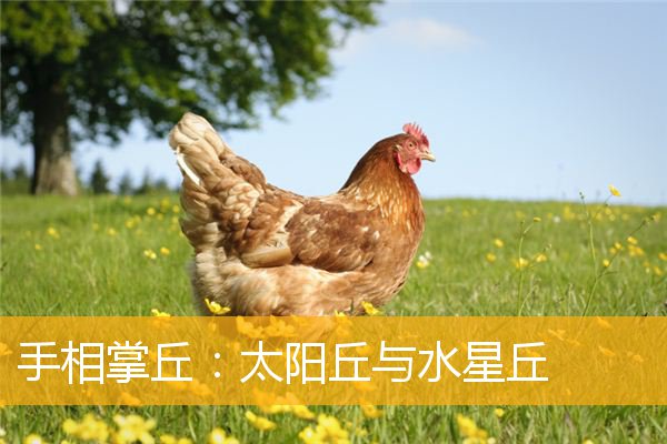 手相掌丘:太阳丘与水星丘