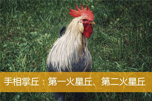 手相掌丘:第一火星丘、第二火星丘