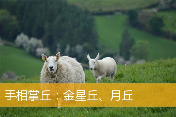 手相掌丘:金星丘、月丘