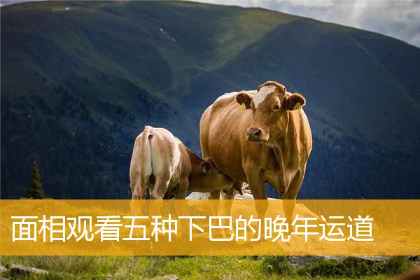 面相观看五种下巴的晚年运道