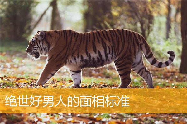 绝世好男人的面相标准