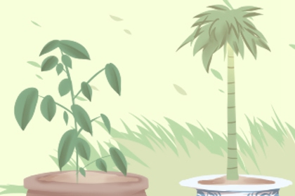 客厅最旺宅的大型植物 招财进宝就选它们