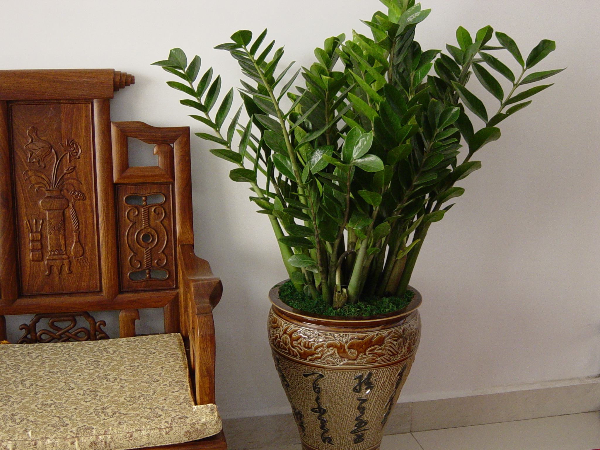 家居风水:养什么植物最旺财,十二生肖各有讲究