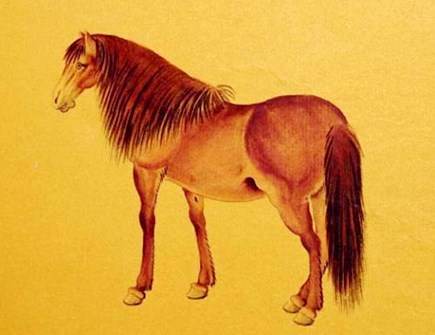 属马女人婚姻与命运 属马女人婚姻与命运