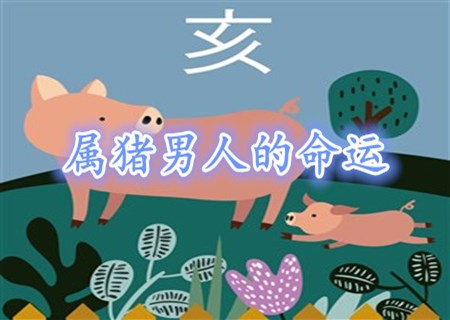 属猪的男人命好不好 属猪的男人命好不好