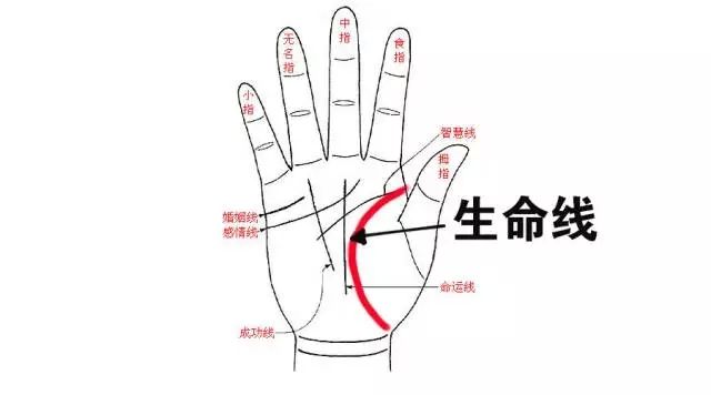 手相分析之生命线大全:生命线应该怎么看?