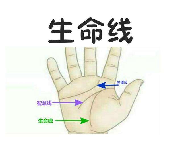 手相算命:生命线长的寿命一定长吗?