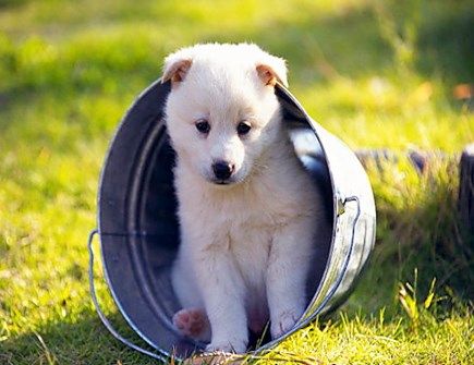 属狗人一生的健康状况 属狗人一生的健康状况