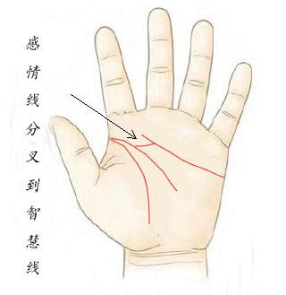 感情线分叉伸到智慧线是什么情况?
