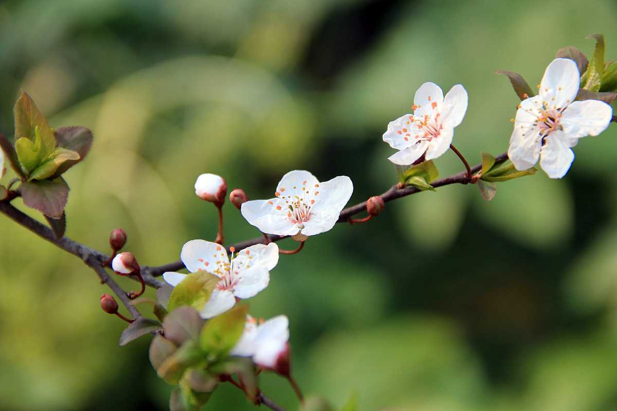 家里种什么花风水好 花卉植物风水解析