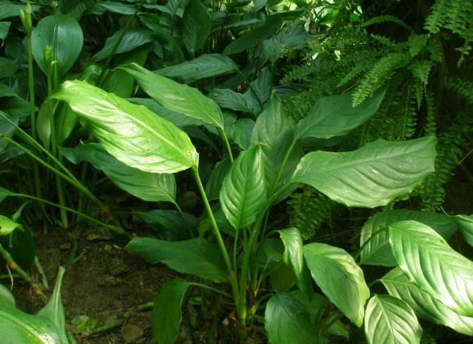 公司办公室风水植物摆放禁忌 如何摆放才能有助财运?