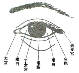 最全眼睛面相图解,面相眼型分类图解!