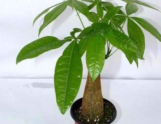 家庭旺财风水 种植什么植物旺财