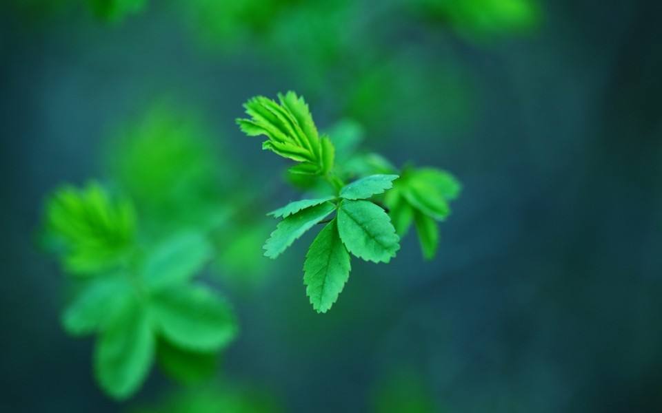 想要事业成功有哪些风水上的调节方法