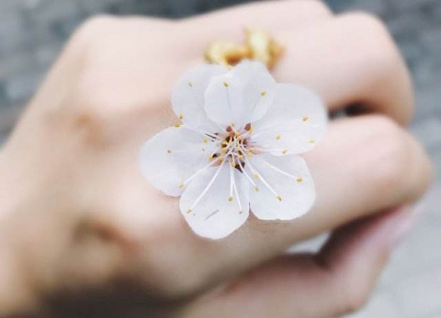 桃花朵朵开 能为你招来桃花的风水运势