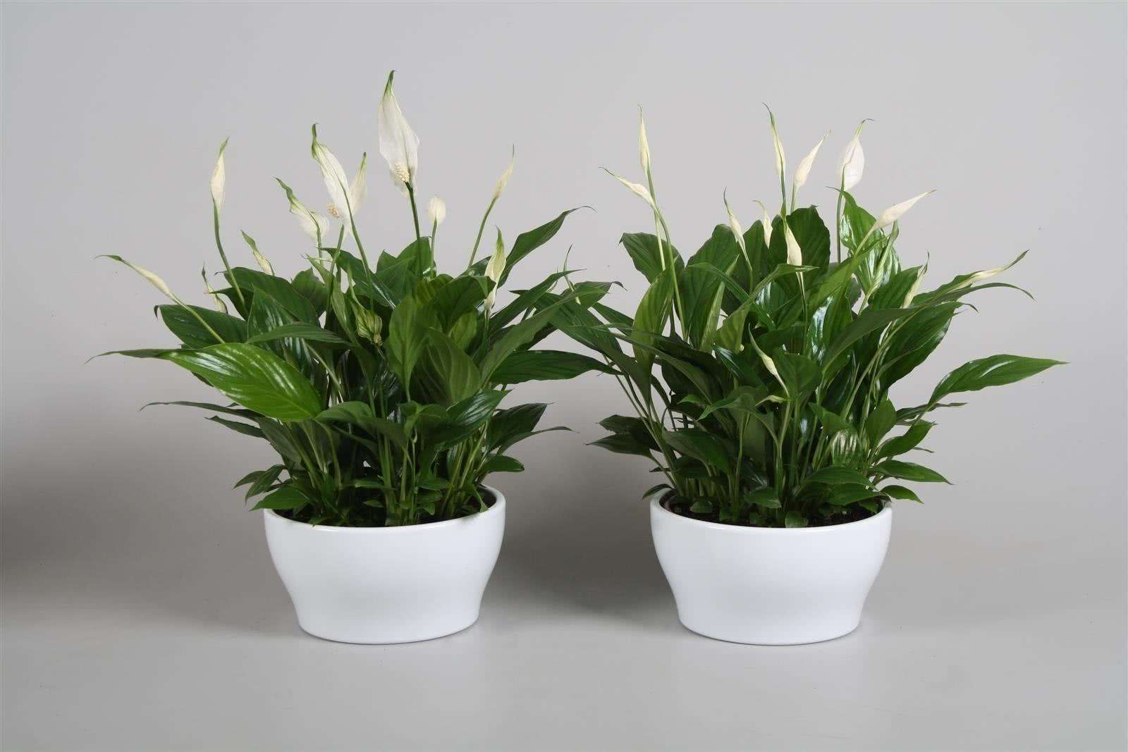 家里再穷也要养这3种花 植物风水