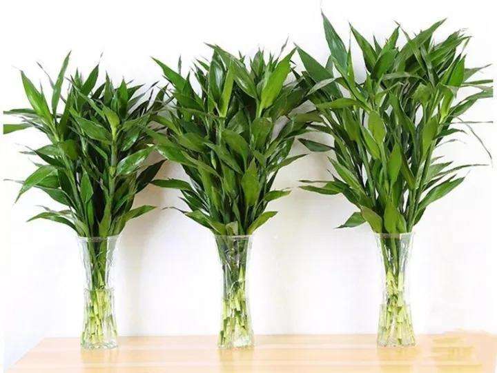 最旺宅的植物有哪些 旺宅盆栽