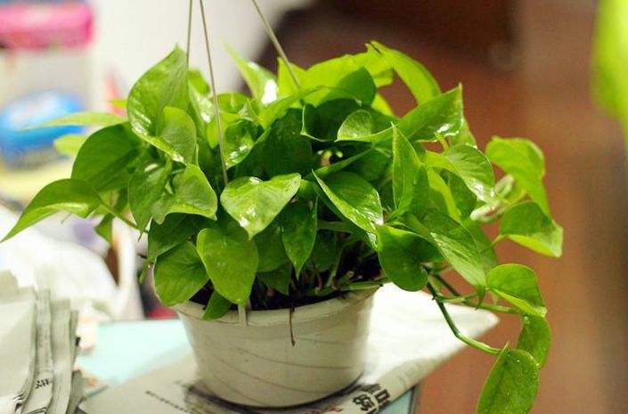 在家中这几种植物能够提升家庭运势