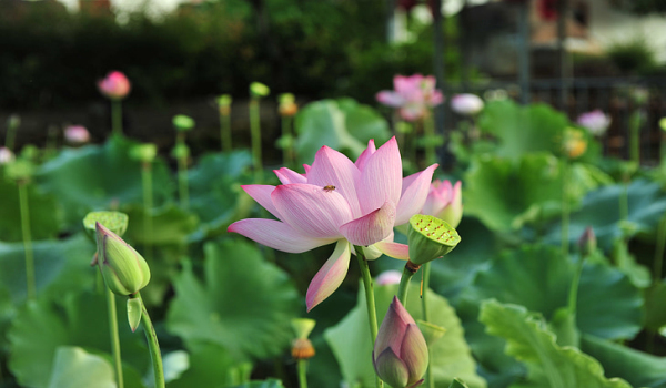 梦见荷花是什么意思 梦见荷花有什么预兆