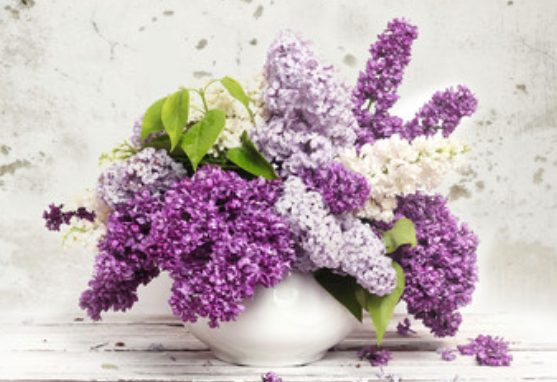 梦到丁香花是什么征兆 梦到丁香花是什么意思