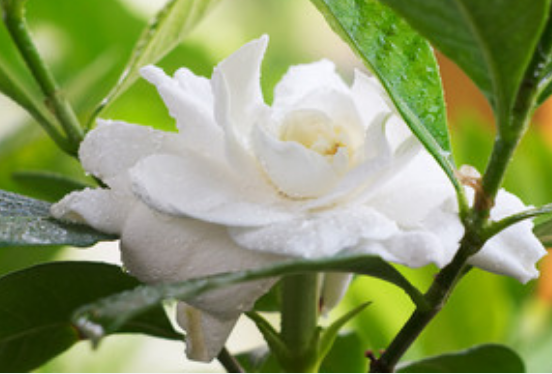 梦到栀子花是什么征兆 梦见栀子花是什么意思