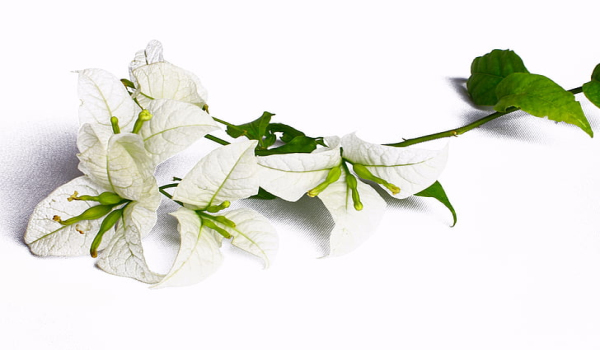 梦见花朵是什么意思 梦见花朵有什么预兆