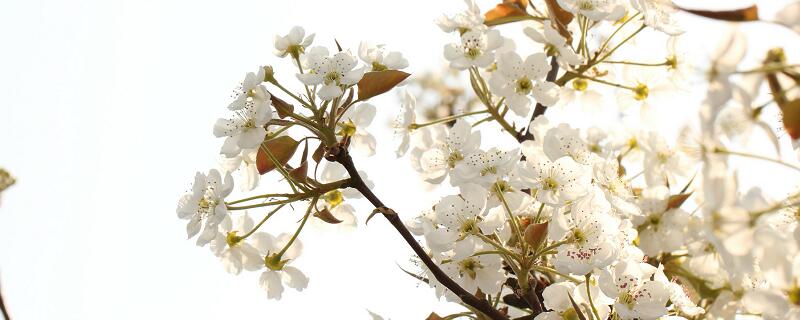 梦见白花预示什么 梦见白花有什么征兆