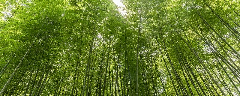 梦见竹林预示什么 梦见竹林有什么征兆