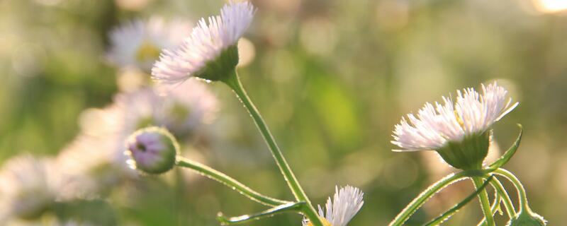 梦见白菊花预示什么 梦见白菊花好不好