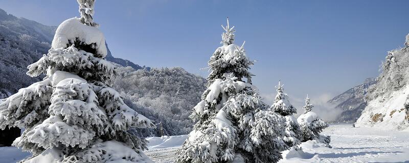 梦见雪松有什么预兆 梦见雪松好不好