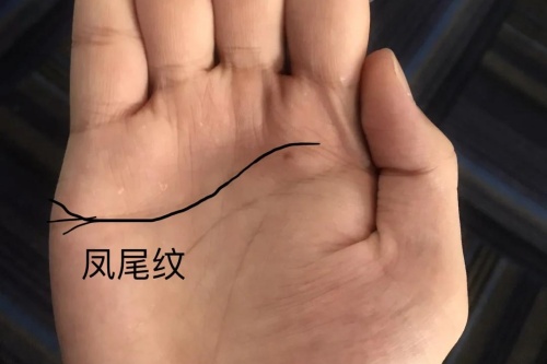 有凤尾纹手相女人命运如何