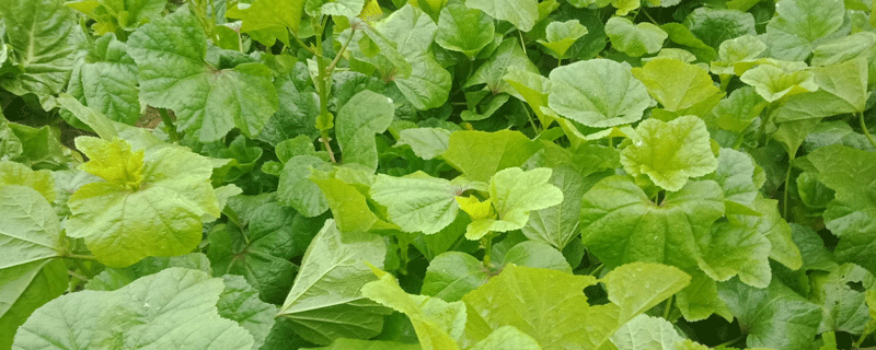 梦见葵菜预示什么 梦到葵菜好不好