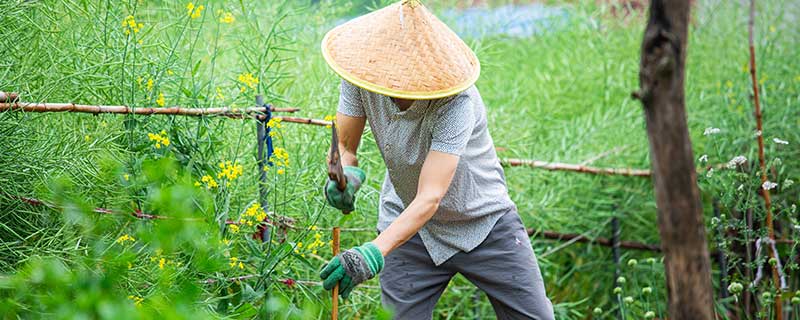 梦见和别人一起偷菜预示什么 梦见和别人一起偷菜什么意思