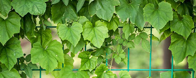 梦见攀援植物什么意思 梦见攀援植物有什么预兆