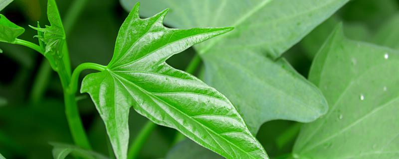 梦见菜地蔬菜长得好什么意思 做梦梦见菜地蔬菜长得好好不好