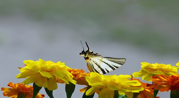梦见蚕蛾出茧是什么意思 梦见蚕蛾出茧有什么预兆