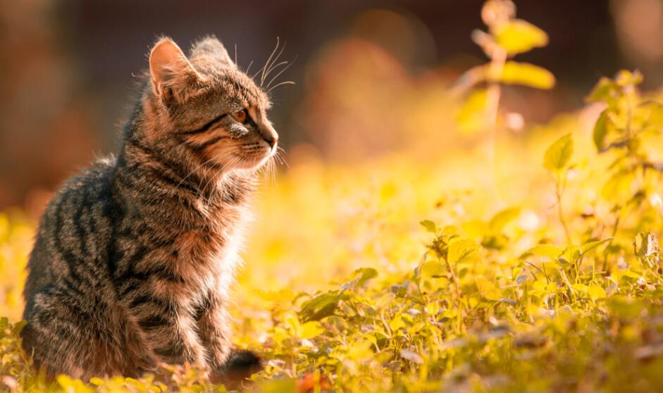 女人梦见自己和猫说话是什么意思 梦见自己和猫说话预兆什么
