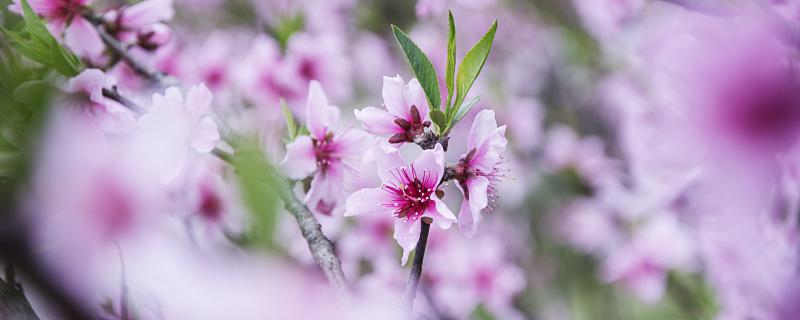 梦见桃花有什么寓意 梦见桃花代表什么预兆