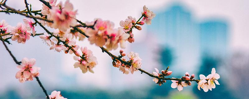 梦到树上开了花什么意思 梦到树上开了花有什么预兆
