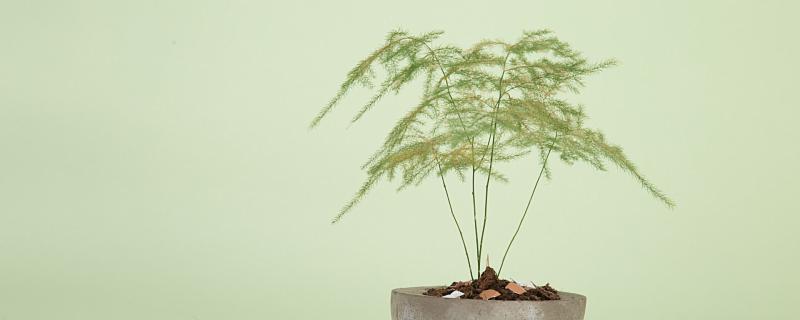 梦见盆栽植物是什么意思 梦见盆栽植物是什么征兆