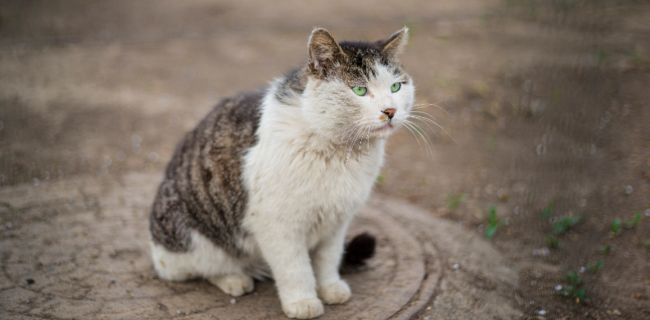 已婚女人梦见猫咬自己是什么意思 梦见猫咬自己预兆什么