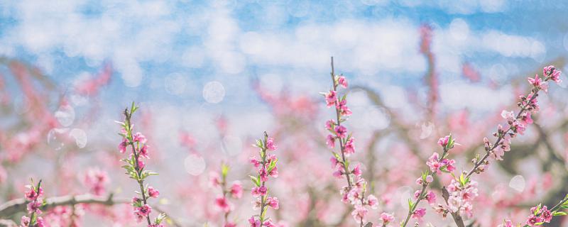 梦见满树桃花落在水中代表什么 梦见满树桃花落在水中是什么意思