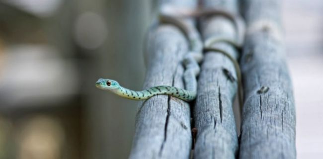 男人梦见蛇缠身是什么意思 男人梦见蛇缠身有什么征兆