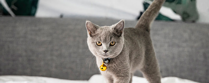 梦见救猫是什么意思 梦到救猫有什么预兆